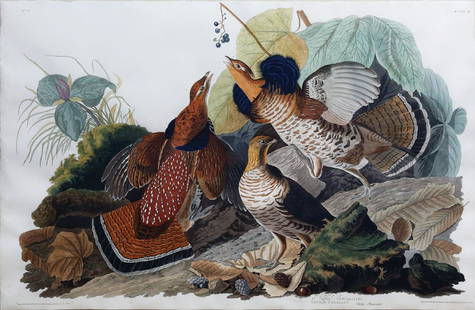 Audubon Engraving, Ruffed Grouse: Ruffed Grouse, Plate 41. John James Audubon (1785-1851). First Edition Engravings with Original Hand Color. London: Robert Havell, 1827-1838. 25 1/2 x 38 1/4 inches sheet, 37 x 49 1/2 inches framed.