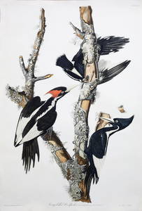 Audubon Engraving, Ivory-Billed Woodpecker