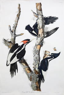 Audubon Engraving, Ivory-Billed Woodpecker: Ivory-Billed Woodpecker, Plate 66. First Edition Engravings with Original Hand Color. London: Robert Havell, 1827-1838. 39 1/4 x 26 1/4 inches sheet, 49 1/2 x 37 inches framed. Guidance: Arader