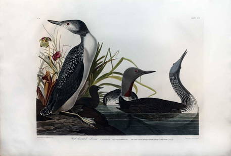 Audubon Engraving, Red-Throated Diver: Red-Throated Diver, Plate 202. John James Audubon (1785-1851). First Edition Engravings with Original Hand Color. London: Robert Havell, 1827-1838. 25 x 38 1/4 inches sheet. Guidance: Christie's,