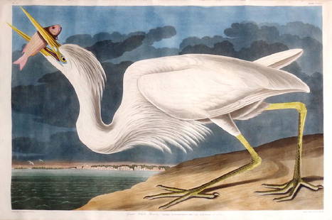 Audubon Engraving, Great White Heron: Great White Heron, Plate 281. John James Audubon (1785-1851). First Edition Engravings with Original Hand Color. London: Robert Havell, 1827-1838. 25 1/4 x 37 1/2 inches sheet, 37 x 49 1/2 inches