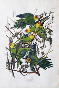 Audubon Engraving, Carolina Parrot: Carolina Parrot, Plate 26. John James Audubon (1785-1851). First Edition Engravings with Original Hand Color. London: Robert Havell, 1827-1838. 37 1/2 x 25 inches sheet, 49 1/4 x 37 inches framed.