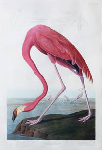 Audubon Engraving, American Flamingo: American Flamingo, Plate 431. John James Audubon (1785-1851). First Edition Engravings with Original Hand Color. London: Robert Havell, 1827-1838. 38 3/4 x 26 1/4 inches sheet, 49 1/2 x 37 inches