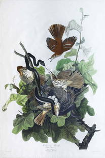 Audubon Engraving, Ferruginous Thrush: Ferruginous Thrush, Plate 116. John James Audubon (1785-1851). First Edition Engravings with Original Hand Color. London: Robert Havell, 1827-1838. 38 1/2 x 25 1/2 inches sheet, 45 1/2 x 32 1/2