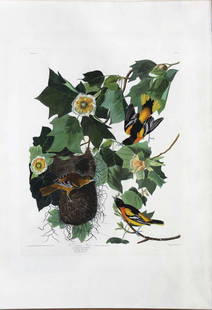 Audubon Engraving, Baltimore Oriole: Baltimore Oriole, Plate 12. John James Audubon (1785-1851). First Edition Engravings with Original Hand Color. London: Robert Havell, 1827-1838. 38 1/2 x 26 1/2 inches sheet, 45 1/2 x 33 inches