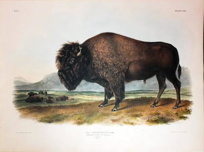 Audubon Lithograph, American Bison (Male): American Bison (Male), Plate 56. John James Audubon (1785-1851). First Edition Lithographs with Original Hand Color. New York: J.J. Audubon - [V.G. Audubon], 1845-1848. (1848). lithography by J. T.