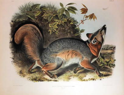 Audubon Lithograph, Grey Fox: Grey Fox, Plate 21. John James Audubon (1785-1851). First Edition Lithographs with Original Hand Color. New York: J.J. Audubon - [V.G. Audubon], 1845-1848. (1848). lithography by J. T. Bowen.