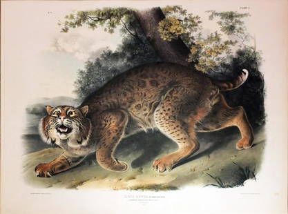 Audubon Lithograph, Common American Wildcat: Common American Wildcat, Plate 1. John James Audubon (1785-1851). First Edition Lithographs with Original Hand Color. New York: J.J. Audubon - [V.G. Audubon], 1845-1848. (1848). lithography by J. T.