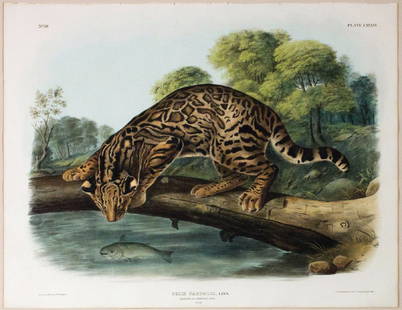 Audubon Lithograph, Ocelot: Ocelot, Plate 86. John James Audubon (1785-1851). First Edition Lithographs with Original Hand Color. New York: J.J. Audubon - [V.G. Audubon], 1845-1848. (1848). lithography by J. T. Bowen.