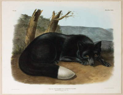 Audubon Lithograph, Silver Fox: Silver Fox, Plate 116. John James Audubon (1785-1851). First Edition Lithographs with Original Hand Color. New York: J.J. Audubon - [V.G. Audubon], 1845-1848. (1848). lithography by J. T. Bowen.