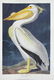 Audubon Amsterdam, White Pelican