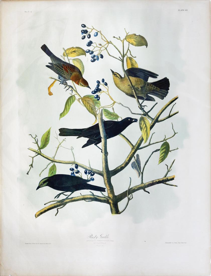 Audubon Bien, Rusty Grackle (1 of 1)