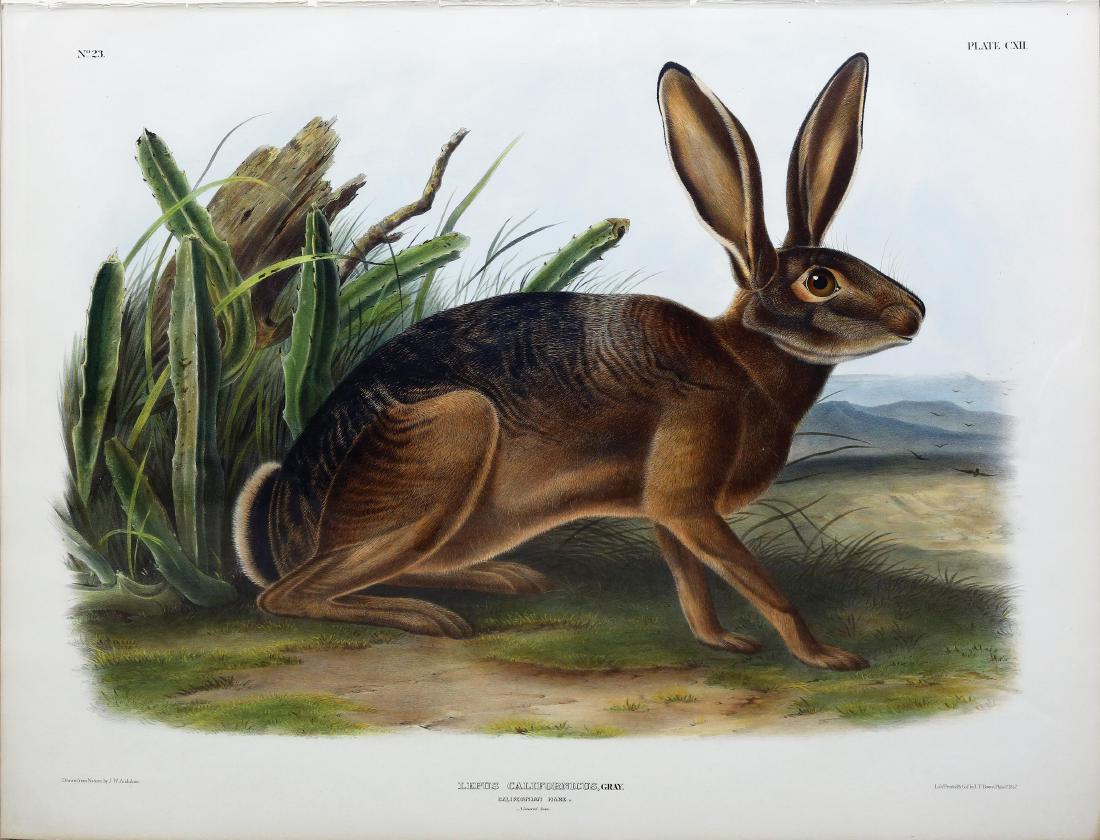 Audubon Quadruped, California Hare (1 of 1)