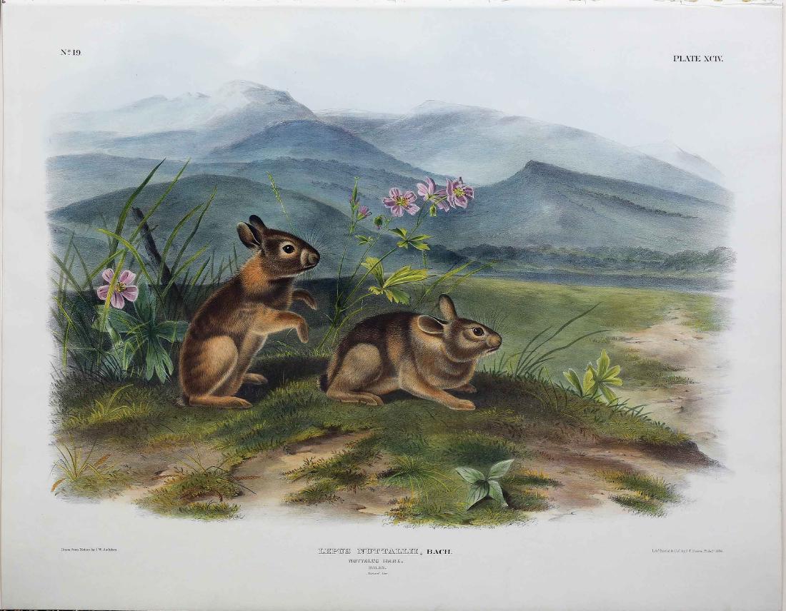 Audubon Quadruped, Nuttal's Hare (1 of 1)