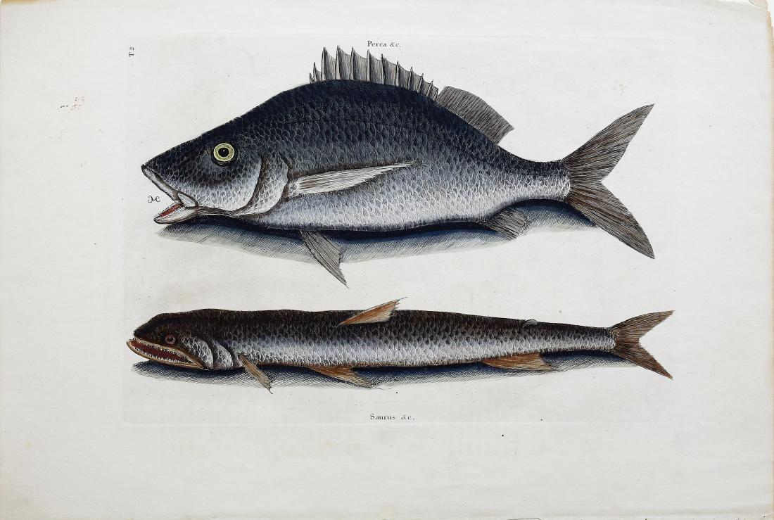 Catesby Engraving, Margate Fish: The Margate Fish / The Sea-Sparrow Hawk, Tab. 2. Mark Catesby (1683-1749). Hand-colored engraving. From Natural History of Carolina, Florida and the Bahama Islands. London: 1729-1754. 14 x 19 1/2 inch