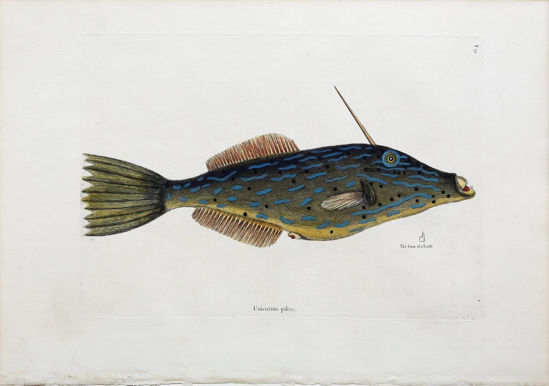 Catesby Engraving, Bahama Unicorn Fish: The Bahama Unicorn Fish, T. 19. Mark Catesby (1683-1749). Hand-colored engraving. From Natural History of Carolina, Florida and the Bahama Islands. London: 1729-1754. 14 1/4 x 20 1/2 inches sheet.