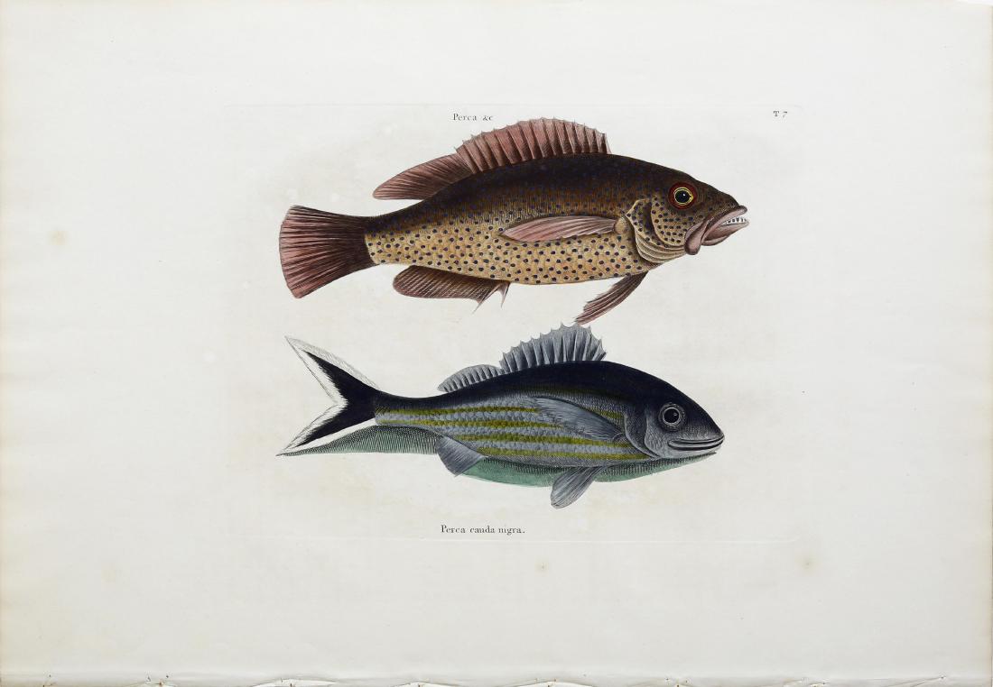 Catesby Engraving, Negro Fish: The Negro Fish / The Black-Tail, Tab. 7. Mark Catesby (1683-1749). Hand-colored engraving. From Natural History of Carolina, Florida and the Bahama Islands. London: 1729-1754. 14 x 20 inches sheet.