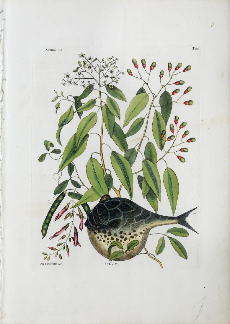 Catesby Engraving, Globe Fish: The Globe Fish, Tab. 28. Mark Catesby (1683-1749). Hand-colored engraving. From Natural History of Carolina, Florida and the Bahama Islands. London: 1729-1754. 20 1/4 x 14 3/4 inches sheet.