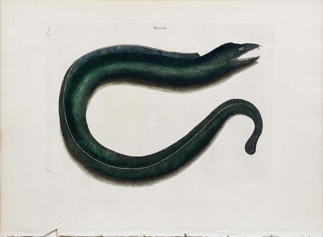 Catesby Engraving, Muray (1 of 1)