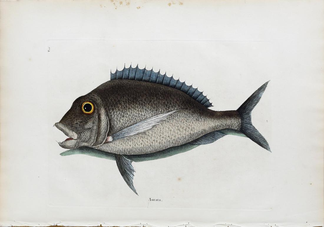 Catesby Engraving, Porgy: The Porgy, Tab. 16. Mark Catesby (1683-1749). Hand-colored engraving. From Natural History of Carolina, Florida and the Bahama Islands. London: 1729-1754. 14 x 20 inches sheet