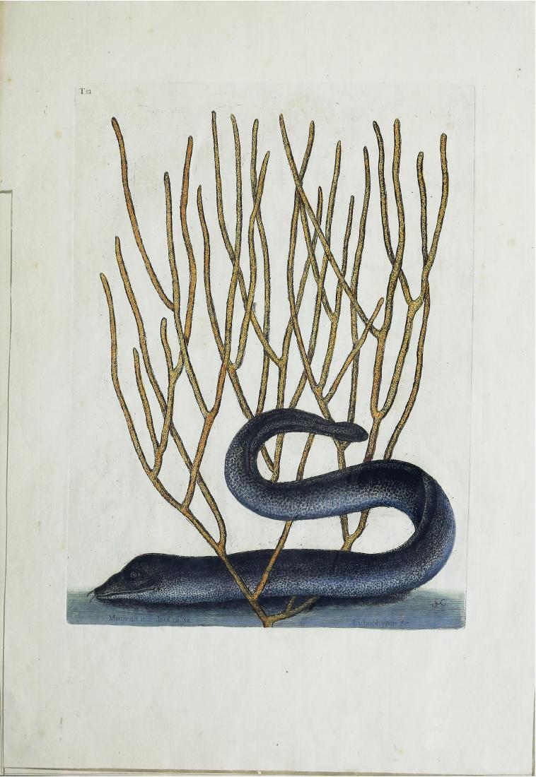 Catesby Engraving, Black Murey: The Black Murey, Tab. 21. Mark Catesby (1683-1749). Hand-colored engraving. From Natural History of Carolina, Florida and the Bahama Islands. London: 1729-1754. 19 3/4 x 13 1/2 inches sheet