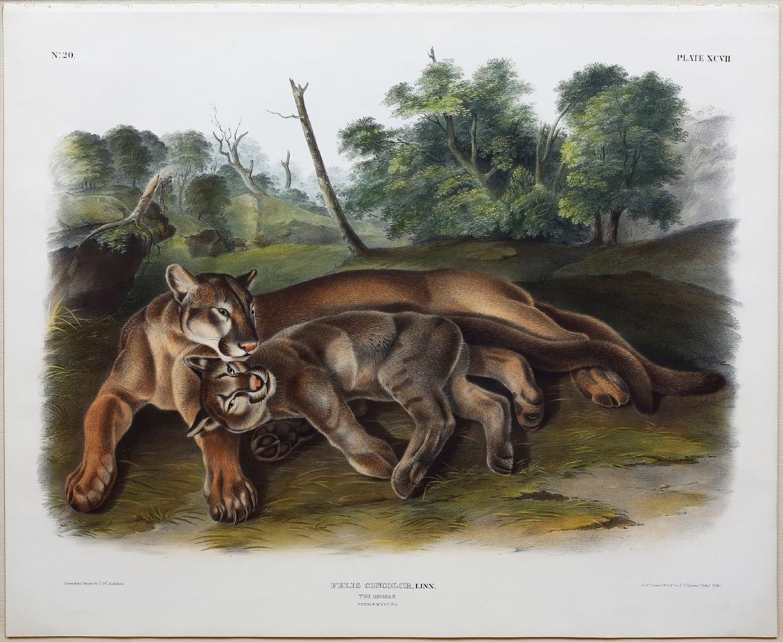 Audubon Lithograph, Cougar (1 of 2)