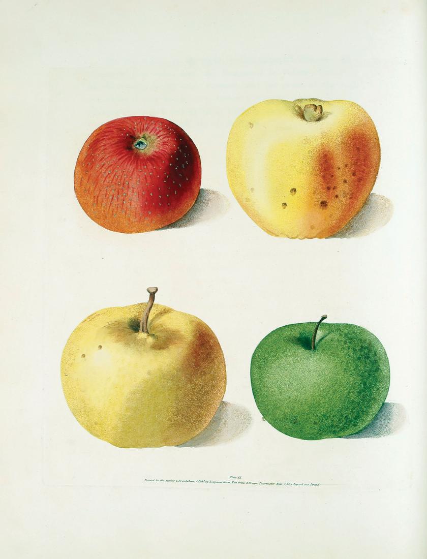 Brookshaw Fruits, Quarto: BROOKSHAW, George (1751-1823). Pomona Britannica, or a collection of the most esteemed fruits at present cultivated in Great Britain. London: T. Bensley for Longman, Hurst, Rees, Orme & Brown and John