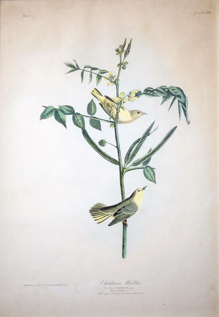 Audubon Aquatint, Children's Warbler (1 of 2)