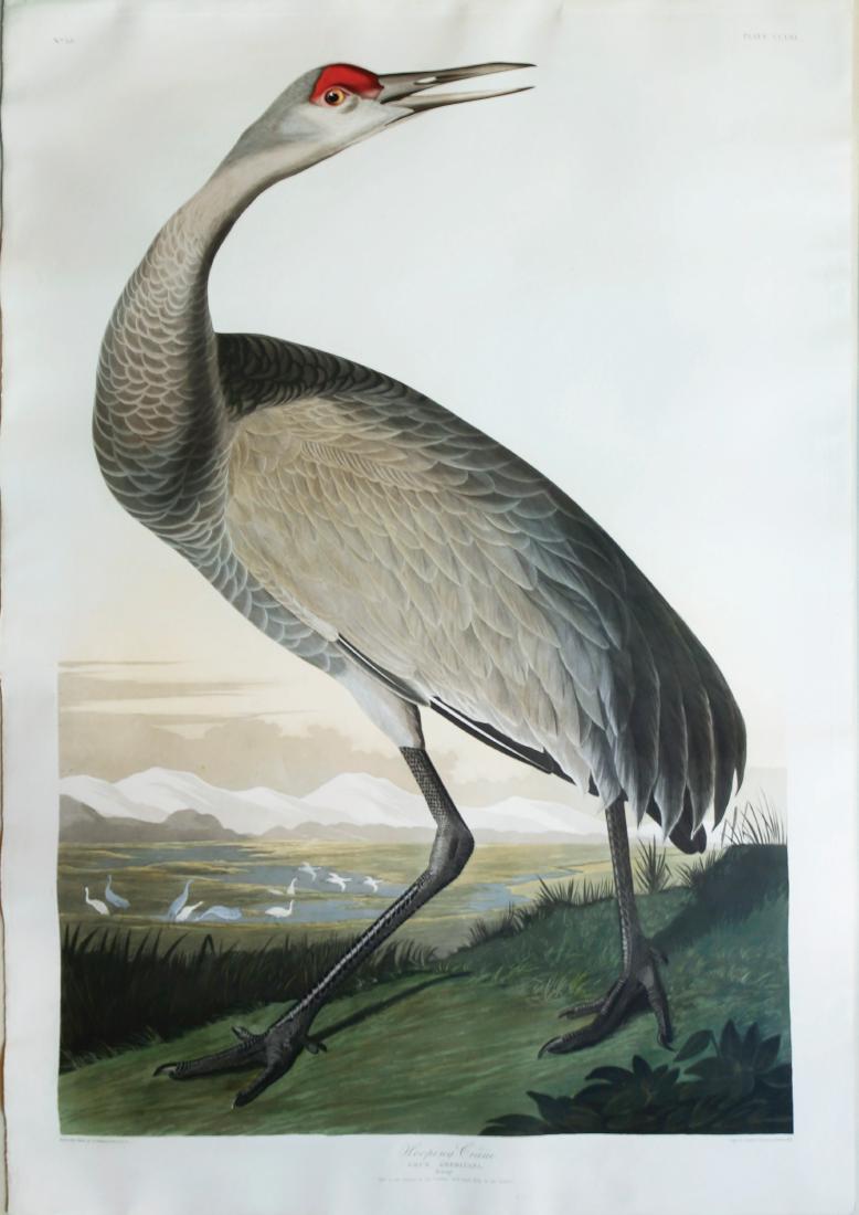 Audubon Aquatint, Hooping Crane (1 of 1)