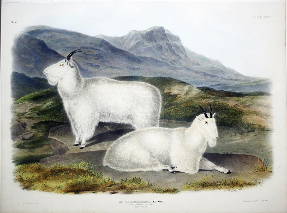 Audubon Lithograph, Rocky Mountain Goat (1 of 1)