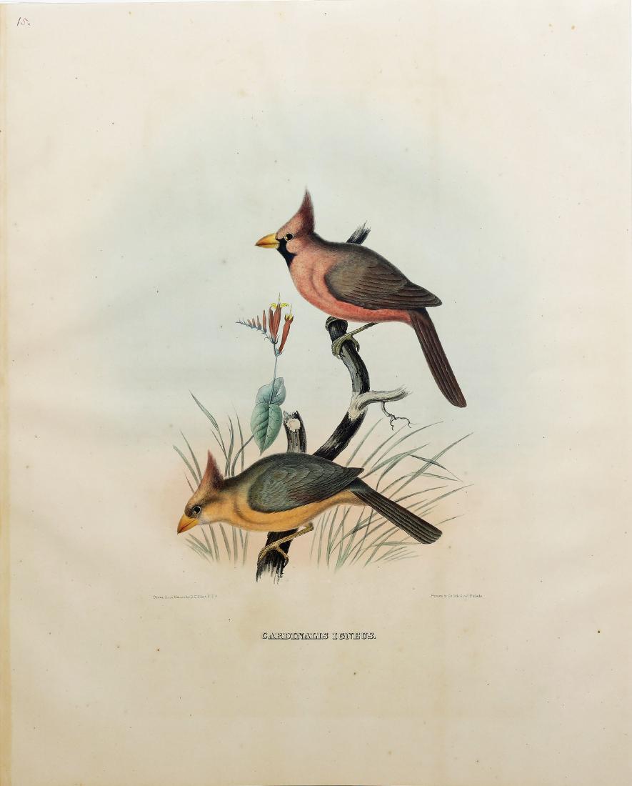 Four Elliot Bird Lithographs (1 of 7)