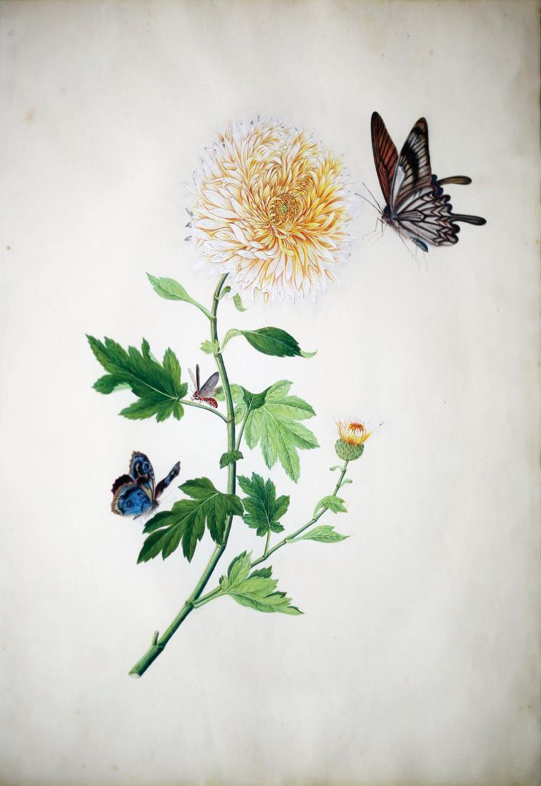 Chinese School Butterfly Watercolor (1 of 2)