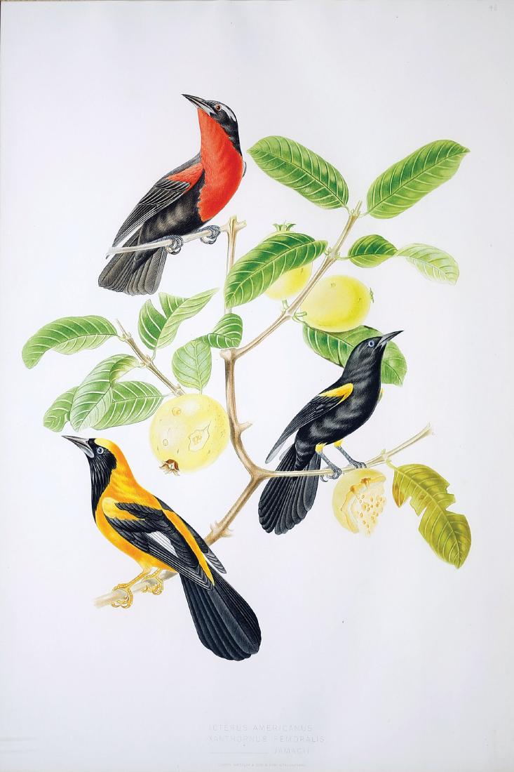 Descourtilz, Brazilian Bird Chromolithograph (1 of 2)