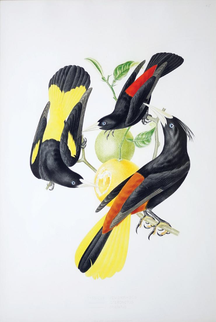 Descourtilz, Brazilian Bird Chromolithograph (1 of 2)