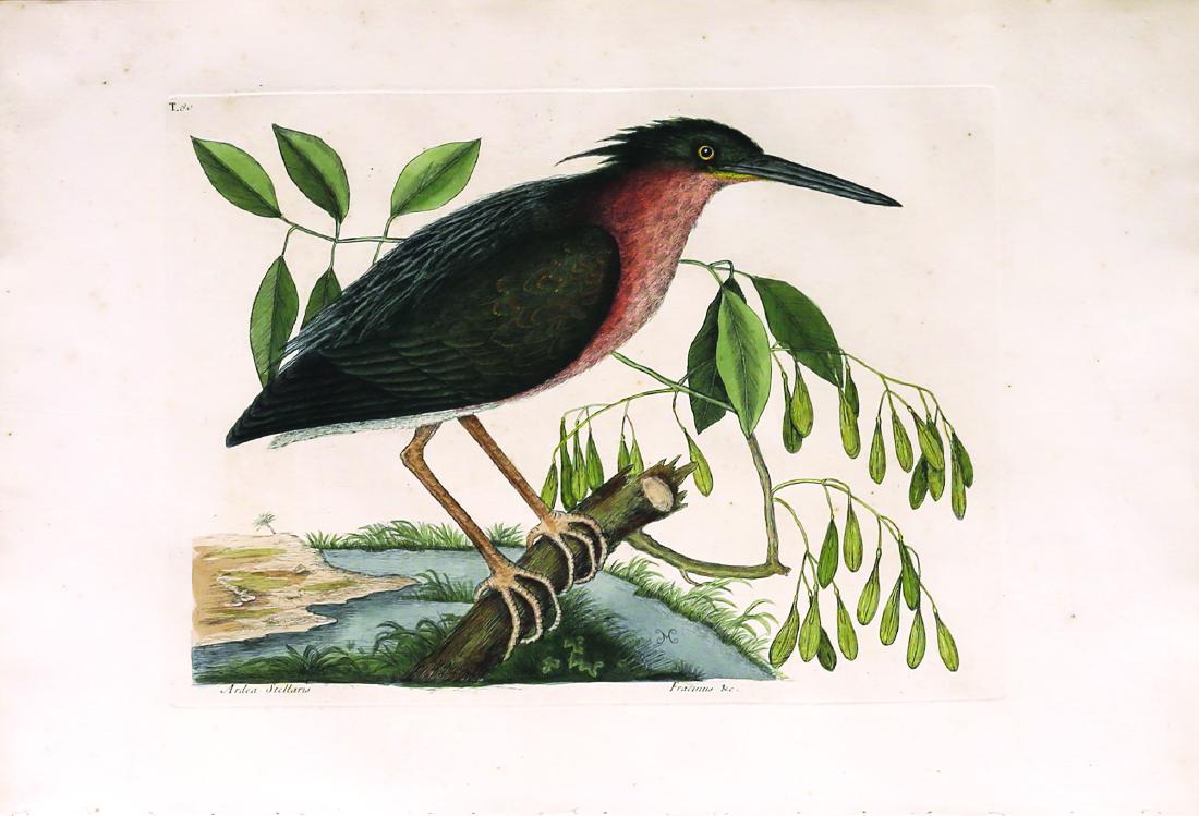 Catesby Bird Engraving, Small Bittern (1 of 1)