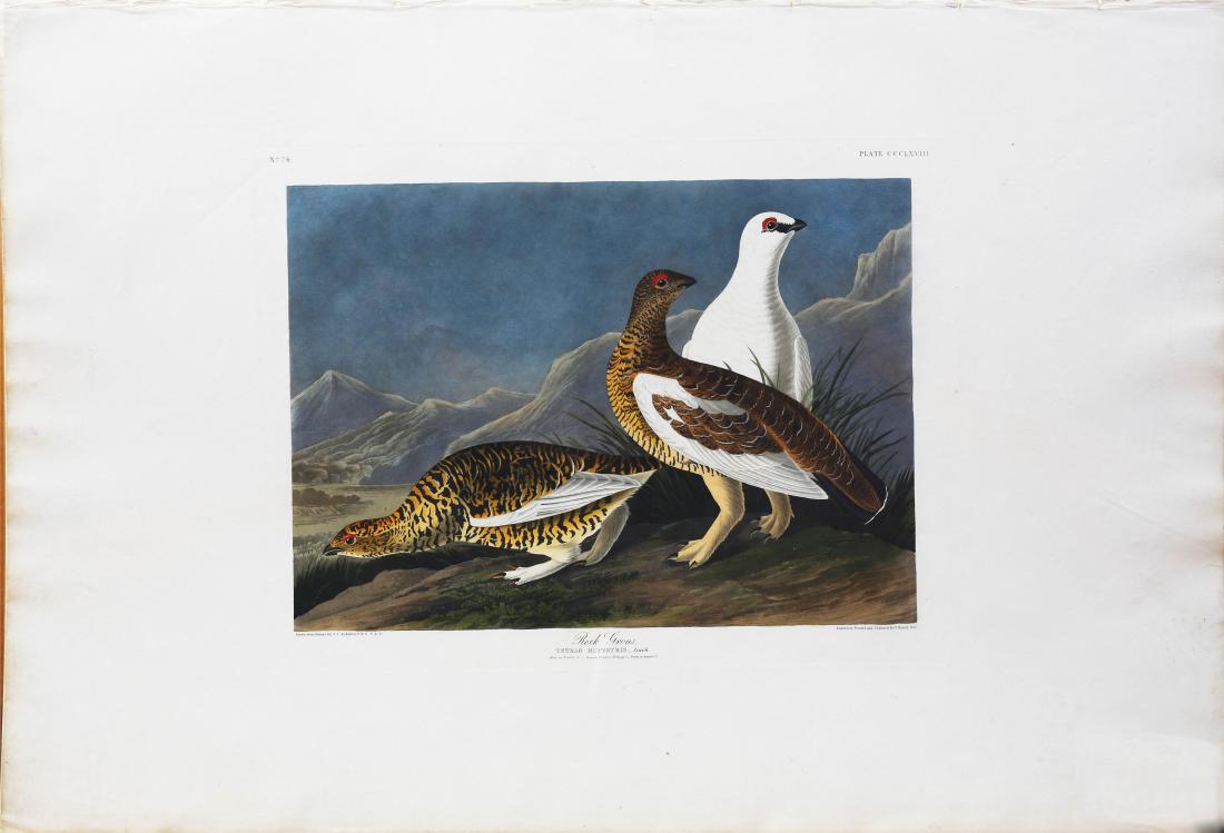 Audubon Aquatint Rock Grous (1 of 1)