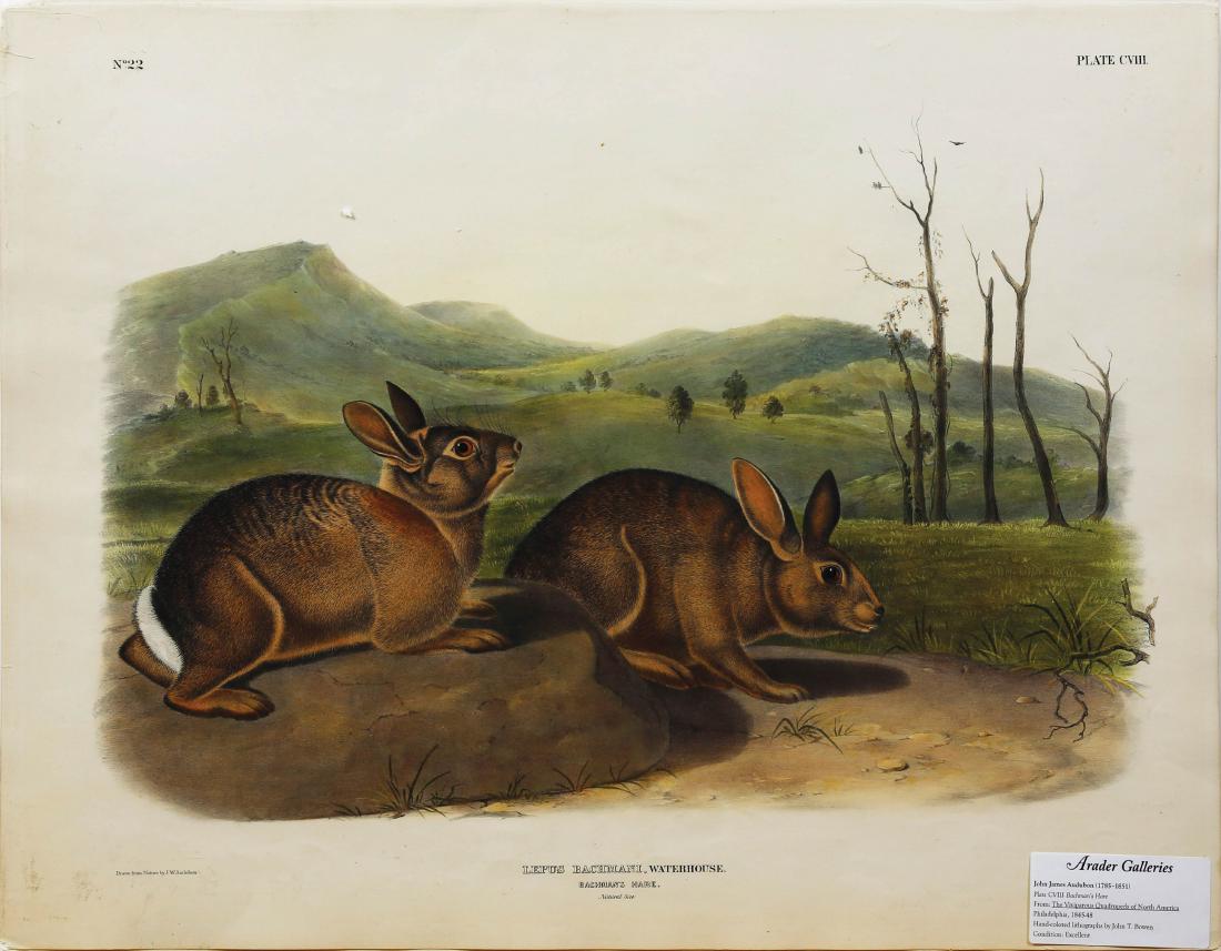 Audubon Lithograph Bachmann's Hare (1 of 1)
