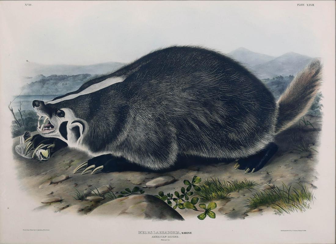 Audubon Lithograph Badger (1 of 2)
