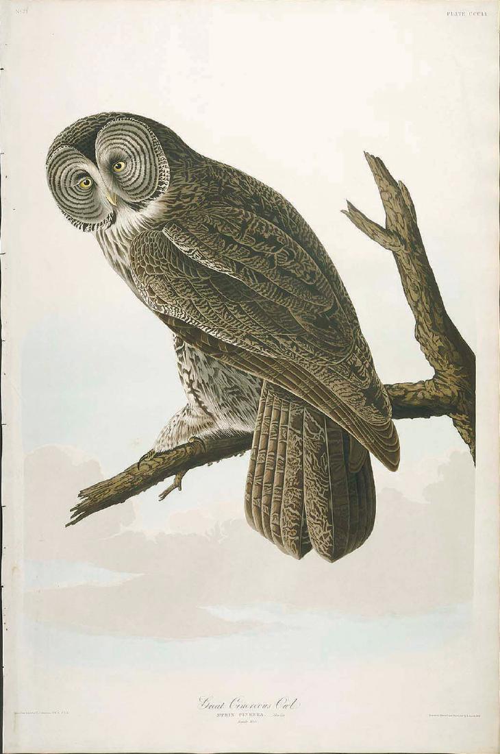 Audubon Aquatint, Great Cinereous Owl (1 of 1)