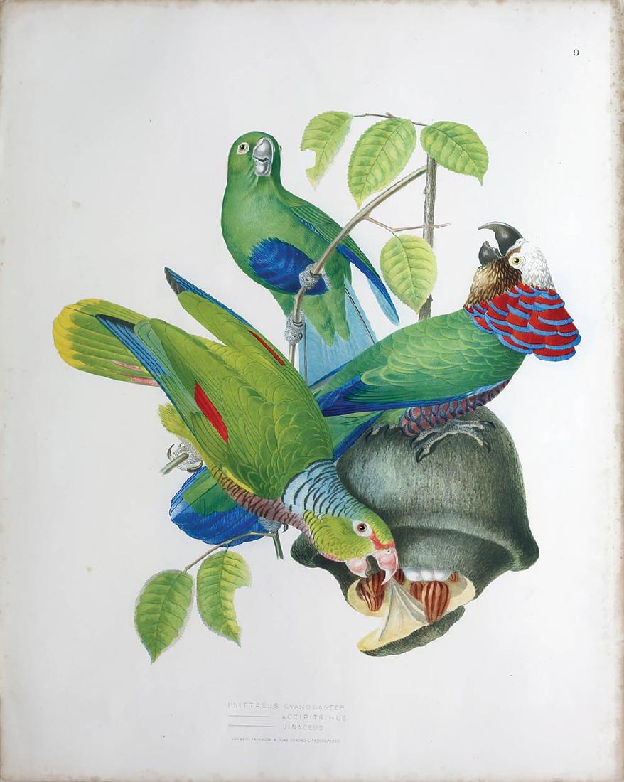 Descourtilz, Parrot Chromolithograph (1 of 2)