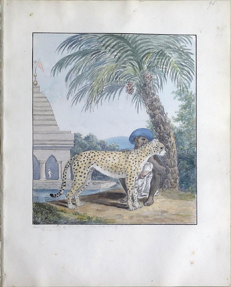 Smith Watercolor, Cheetah: Smith, Charles H. (19th Century). Number 95, Cheetah (Asiatic) Watercolor over graphite, numbered and annotated in pencil. From the manuscript folio The Felidae. Cat Kind. 15 3/4" x 12 1/2" sheet, 27"