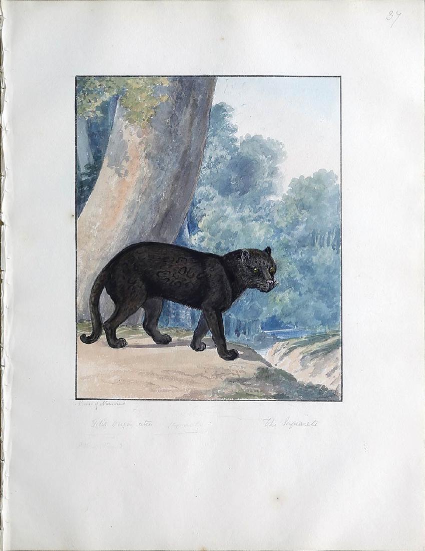 Smith Watercolor, Black Leopard: Smith, Charles H. (19th Century). Number 37, Black Leopard Watercolor over graphite, numbered and annotated in pencil. From the manuscript folio The Felidae. Cat Kind. 15 3/4" x 12 1/2" sheet, 27" x 2