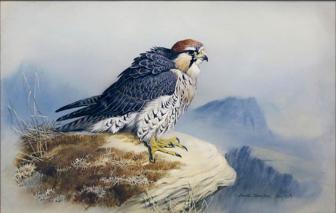 Johnson watercolor of a Hawk: Johnson, C. David. Untitled [Hawk]. Watercolor on paper. Signed lower right: "C. David Johnson / Dec. 1973 17” x 24” sheet, 19 1/4” x 26 1/2” framed.
