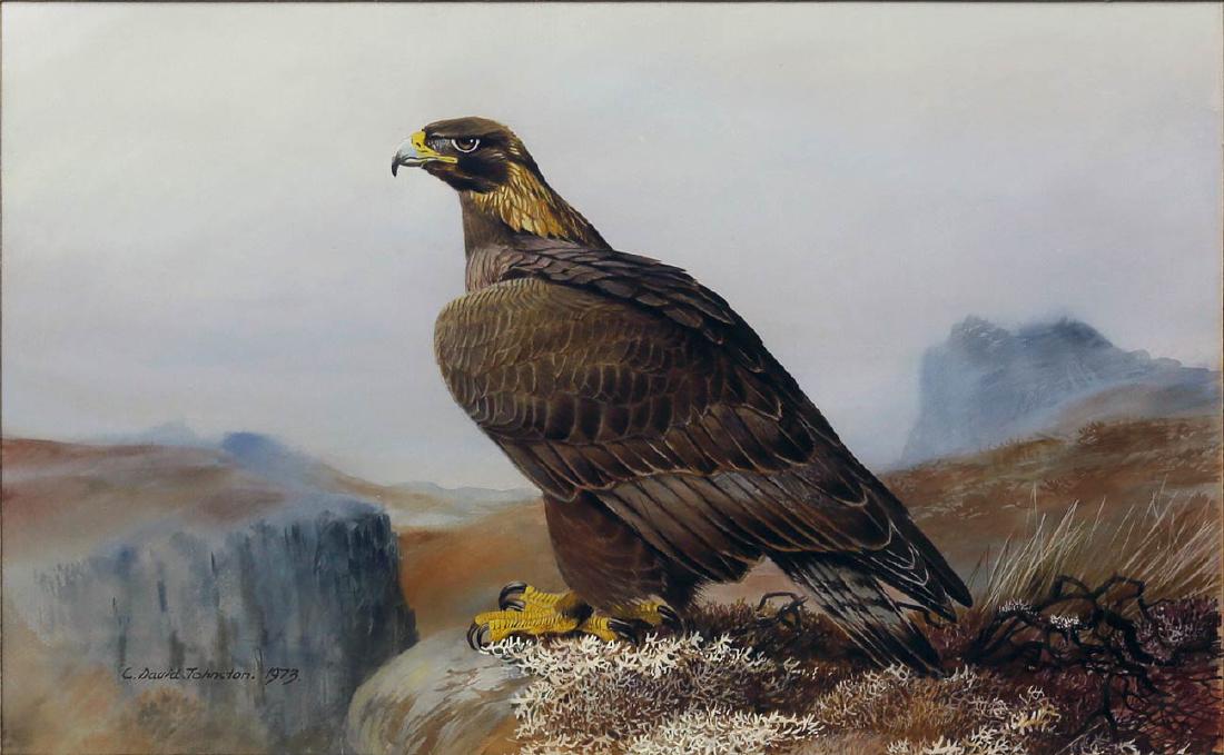 Johnson watercolor of an Eagle: Johnson, C. David. Untitled [Eagle]. Watercolor on paper. Signed lower right: "C. David Johnson / 1973 17” x 24” sheet, 19 1/4” x 26 1/2” framed.