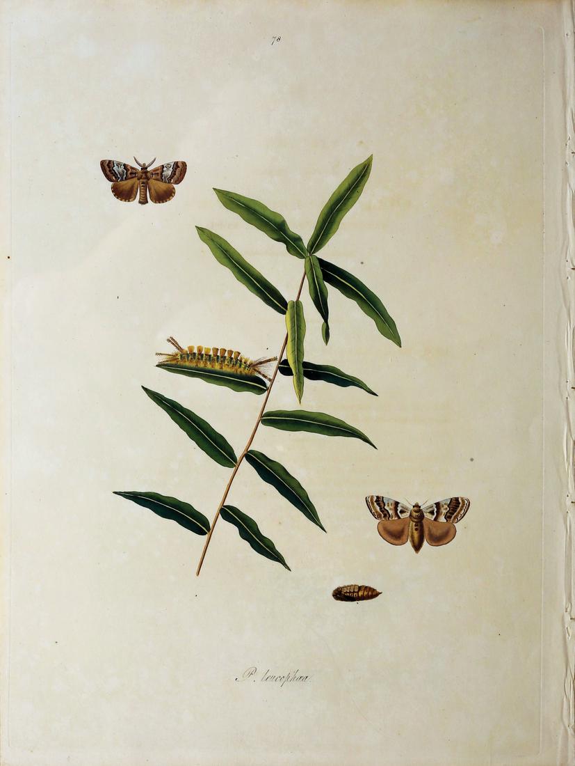 Abbot engraving of Insects of Georgia (1 of 1)