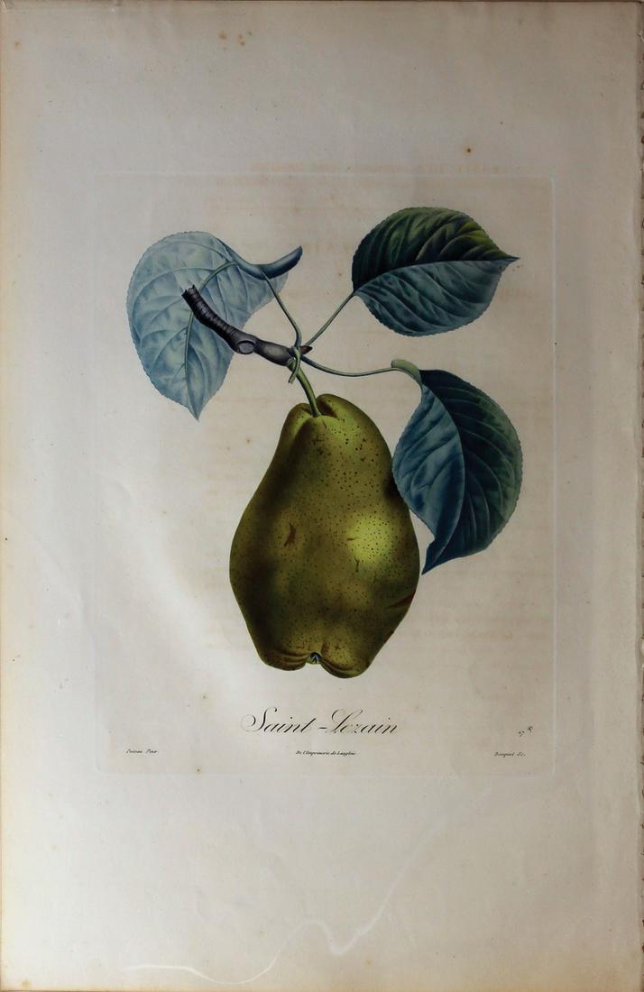 Turpin Fruit Engravings: After TURPIN, Piere (1775-1840). Saint-Lezain (Pear). Engraving with hand color from TraitÃ© des Arbres Fruitiers or Treatise on Fruit-Bearing Trees. Paris: Langlois, c. 1835. Dimensions