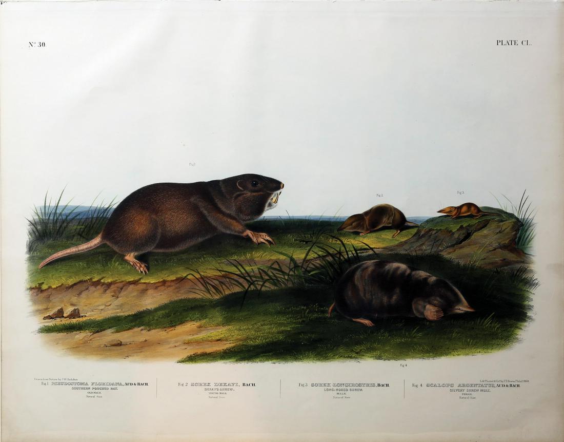 Audubon Imperial Folio Quadrupeds (1 of 1)