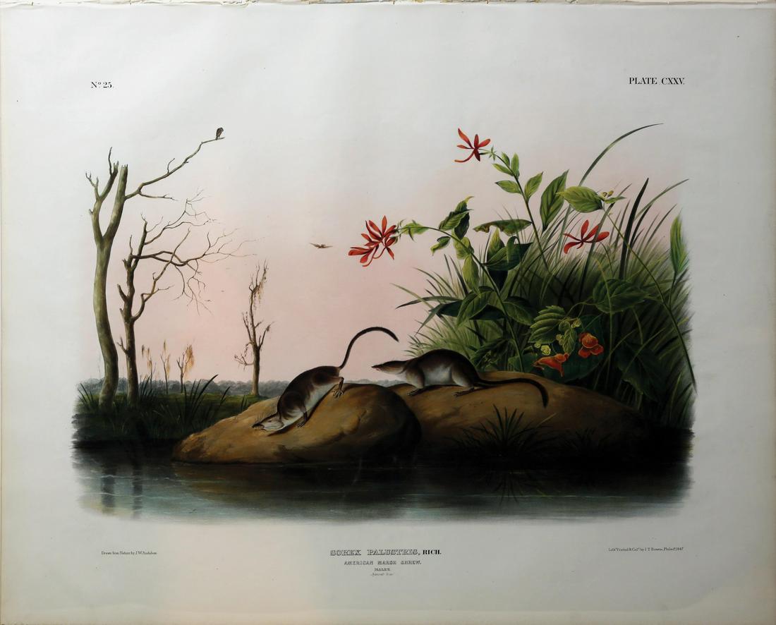 Audubon Imperial Folio Quadrupeds (1 of 1)