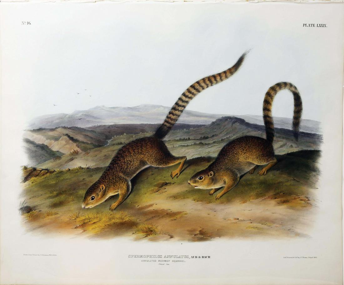 Audubon Imperial Folio Quadrupeds (1 of 1)