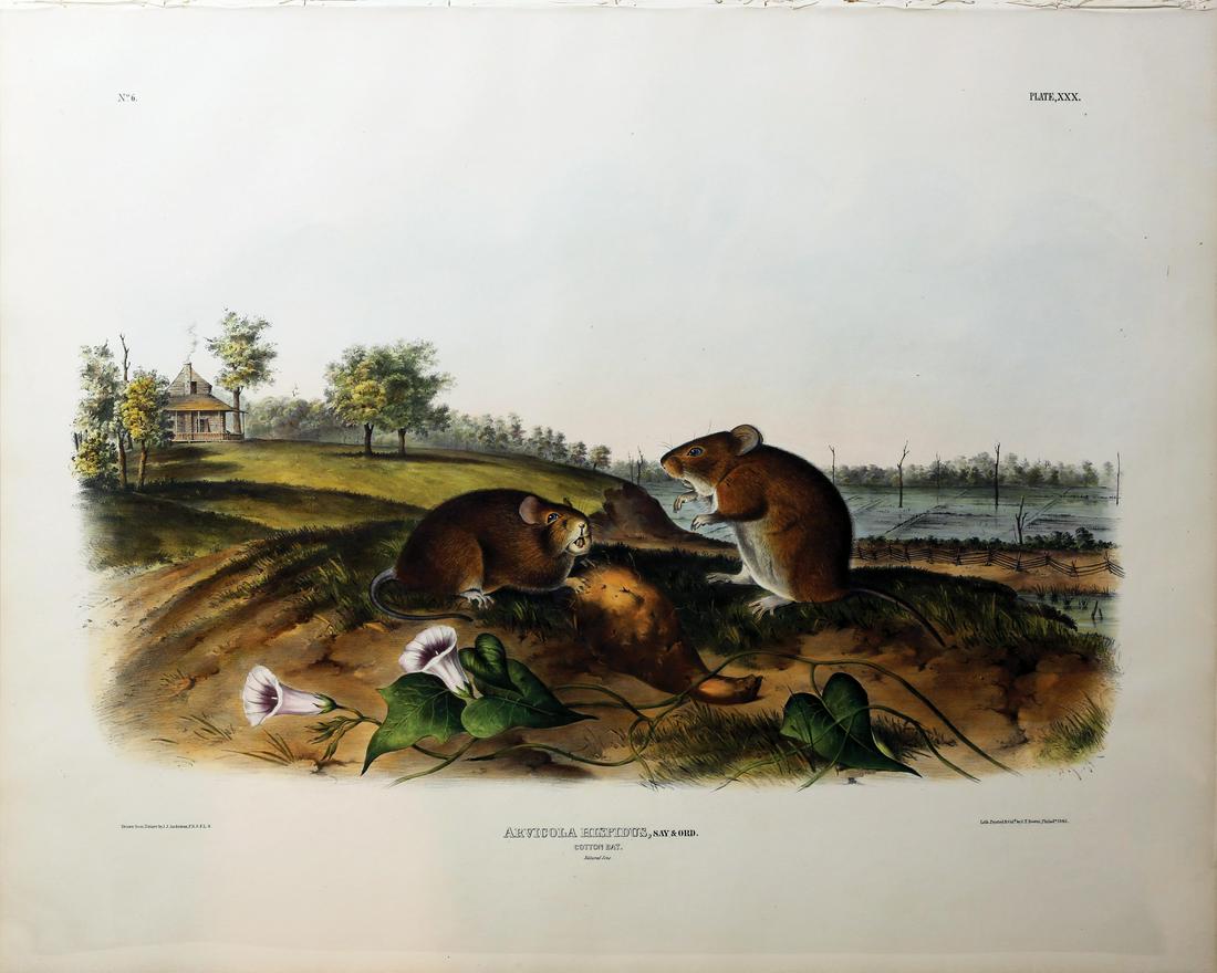 Audubon Imperial Folio Quadrupeds (1 of 1)